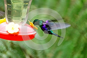 Green-Crowned Woodnymph in flight