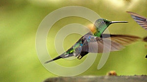 Green-Crowned Woodnymph in flight