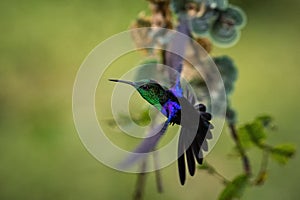 Green-crowned woodnymph hovering in the air, garden, tropical forest, Colombia, bird on colorful clear background