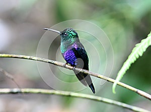 Green-crowned Woodnymph Hummingbird