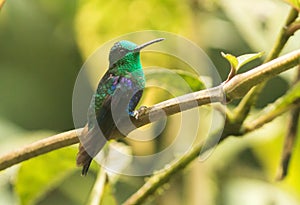 Green-crowned Woodnymph Hummingbird, Thalurania fannyi