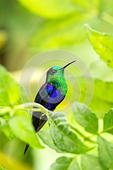 Green-crowned woodnymph sitting on branch, hummingbird from tropical forest,Colombia,bird perching