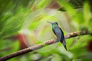 Green-crowned woodnymph sitting on branch, hummingbird from tropical forest,Colombia,bird perching