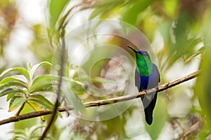 Green-crowned woodnymph sitting on branch, hummingbird from tropical forest,Ecuador,bird perching,tiny bird resting in rainforest,