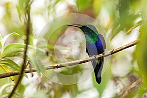 Green-crowned woodnymph sitting on branch, hummingbird from tropical forest,Ecuador,bird perching,tiny bird resting in rainforest,