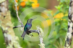 Green-crowned woodnymph sitting on branch, hummingbird from tropical forest,Ecuador,bird perching,tiny bird resting in rainforest,