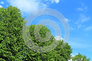 Green crowns against the background of the blue sky