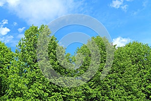 Green crowns against the background of the blue sky