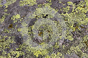 Green crustose lichen on a rock.