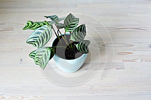 Green ctenanthe burle-marxii house plant and blue ceramic pot