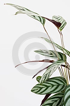 green Ctenanthe setosa plant with white background