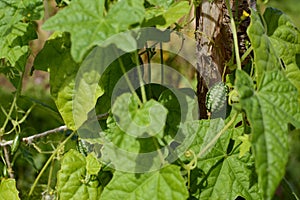 Green cucamelon among foliage