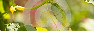 green cucumber on bush in garden close up