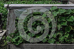 green cucumber bushes grow in hothouse in vegetable garden among green