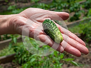 Green cucumber in a female open hand