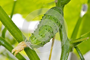 Green cucumber growing