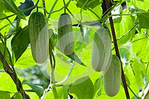 Green cucumber growing in the garden