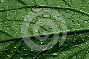 Green cucumber leaf in water drops, macro