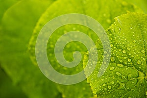 Green cucumber leaves