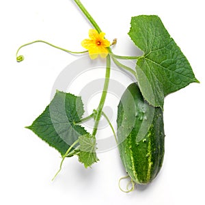 Green cucumber with leaves and flower