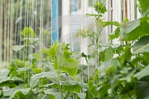 Green cucumber shoots with leaves