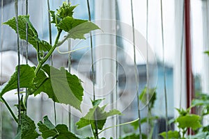 Green cucumber shoots with leaves