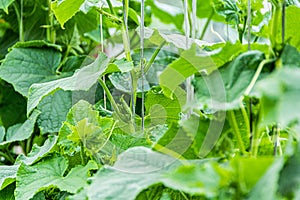 Green cucumber shoots with leaves in farmer greenhouse, young cucumber bushes