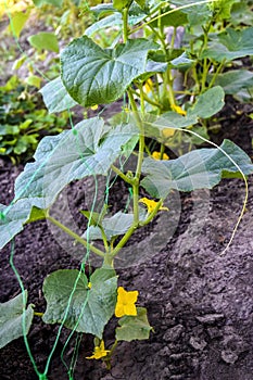 Green cucumber shoots with leaves in farmer greenhouse, young cucumber bushes with flowers and small foetus.