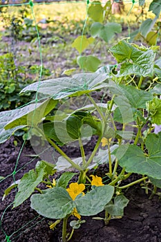 Green cucumber shoots with leaves in farmer greenhouse, young cucumber bushes with flowers and small foetus.