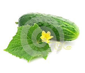 Green cucumber vegetable fruit with leafs isolated