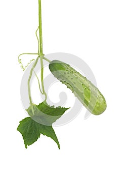 Green cucumber weighs on the tops of isolated