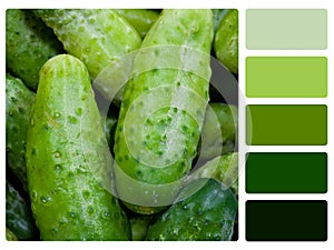 Green cucumbers colour palette swatch photo