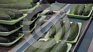 Green cucumbers on flat trays moves on conveyor belt in workshop.