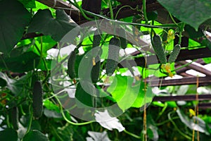 Green cucumbers in the greenhouse in the summer