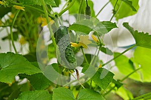 Green cucumbers grown in a greenhouse. Fresh waxes, healthy and proper nutrition.