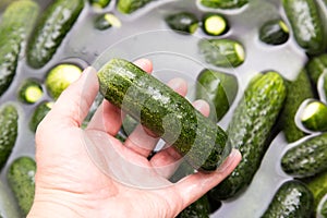 Green cucumbers wash in water in hand