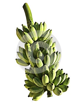 Green cultivated banana bunch isolated in white background