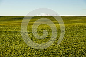 Green cultivated field and sky