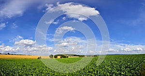 Green cultivated field under clear blue sky with clouds