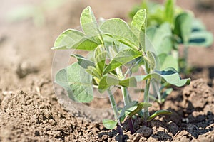 Green cultivated soy bean plant in field, spring time.