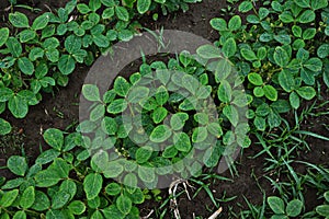 Green cultivated soy bean plant in field, spring time