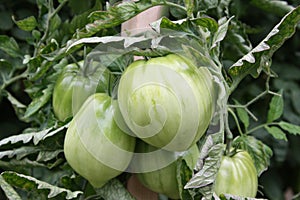 Green Cuore di Bue Tomatoes