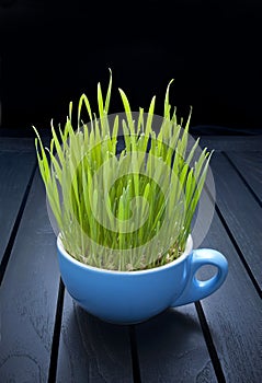 Green Organic Food Wheatgrass photo