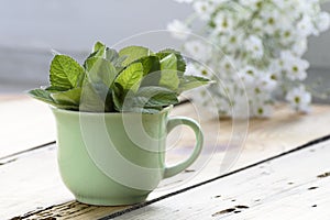 Green cup of Lemon balm on a wooden table
