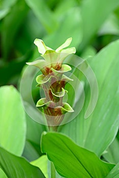 Green Curcuma alismatifolia flower or Siam tulip