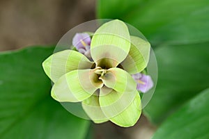 Green Curcuma alismatifolia flower or Siam tulip