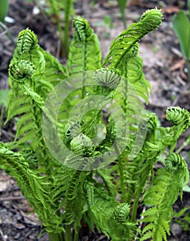 green curls of fern