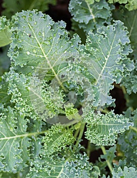 green curly kale plant in a vegetable garden, Green kale leaves, one of the super foods, beneficial for health lovers