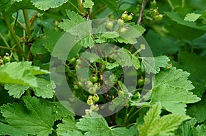 Green currant