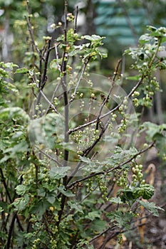 Green Currant Emerald Necklace with Green Berries? Green Currant Bush in the Garden